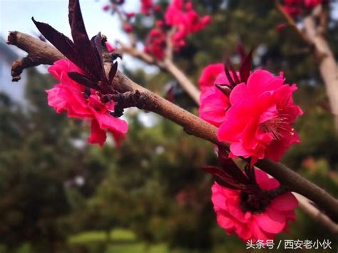 紅梅花樹|紅梅(梅花的一種):紅梅介紹,形態特徵,葉,花,果,生長環。